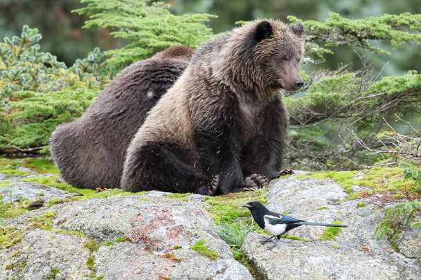 Бурый медведь сидит на валуне
 - Фото, изображение