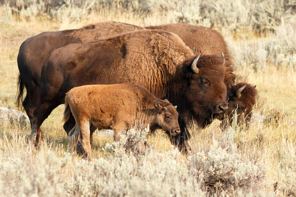 Búfalo em Yellowstone
 - Foto, Imagem