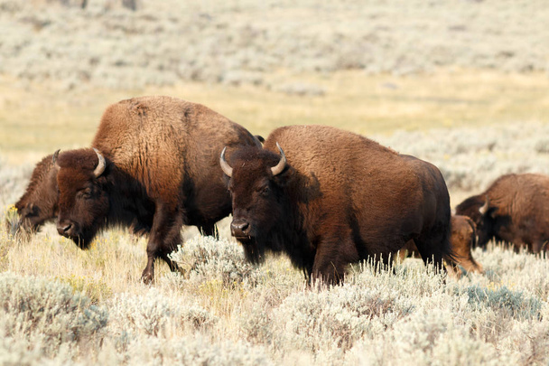Búfalo em Yellowstone
 - Foto, Imagem