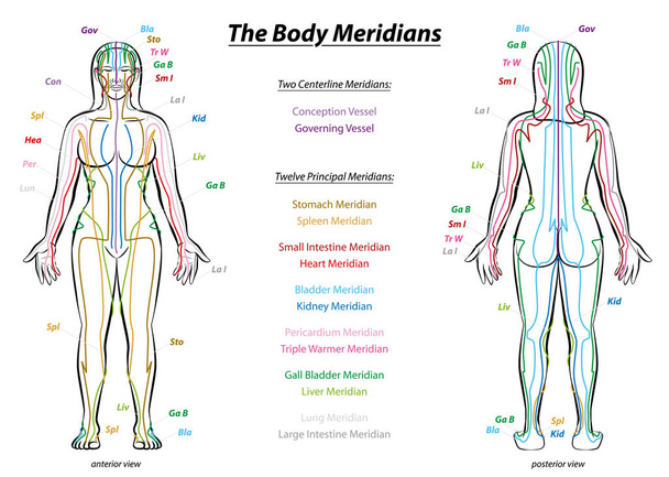 子午線システム説明図女性の身体 - ベクター画像