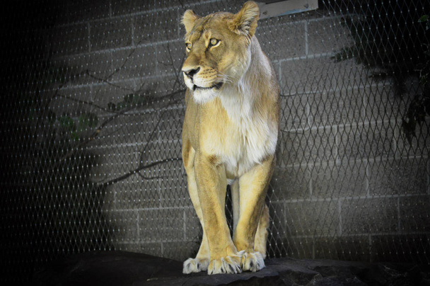 Львица на камне
 - Фото, изображение
