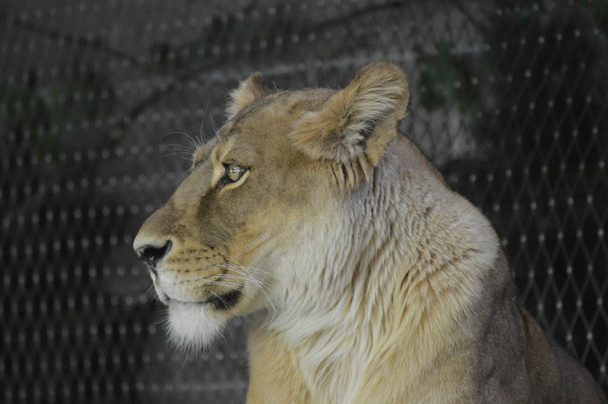 Gros plan d'une lionne - Photo, image