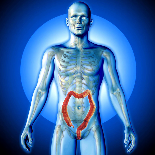 3D-Darstellung eines medizinischen Bildes einer männlichen Figur mit hervorgehobenem Doppelpunkt - Foto, Bild