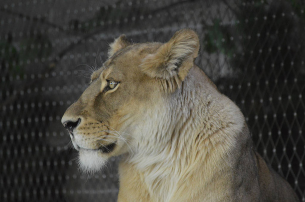 Fechar de uma leoa - Foto, Imagem