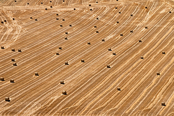 Ribera del Duero landscape - Foto, Imagem