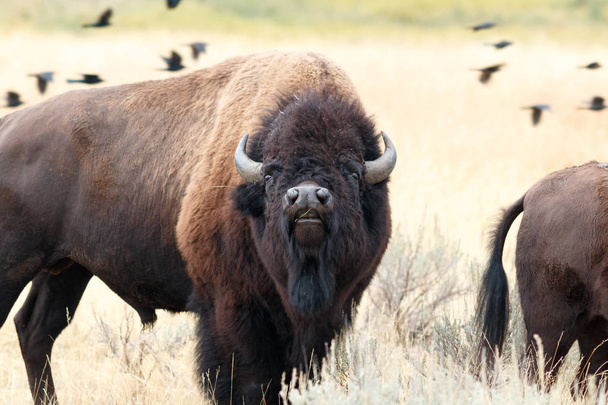 Búfalo en Yellowstone
 - Foto, imagen