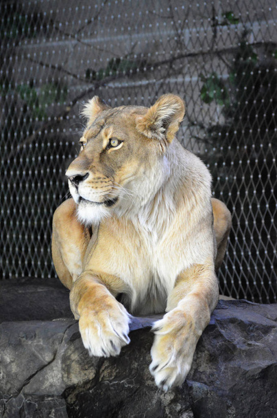 Um leão fêmea
 - Foto, Imagem