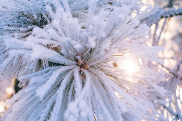 Bella close up aghi di pino congelato nella foresta invernale al tramonto
 - Foto, immagini