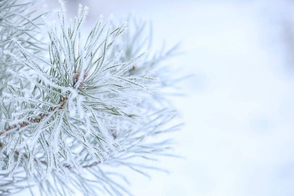 Charming frozen branches   - Фото, изображение