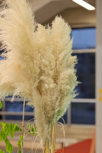 трава паста в природі, відзначте неглибоку глибину різкості
 - Фото, зображення