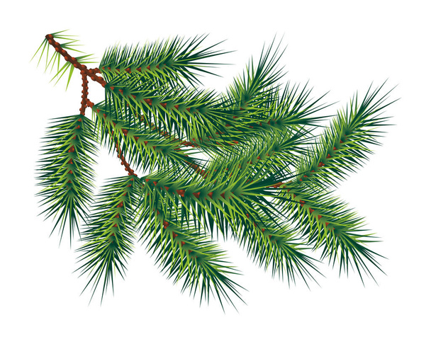 Green pine fir-tree branch, isolated on white. Vector - Vector, Image