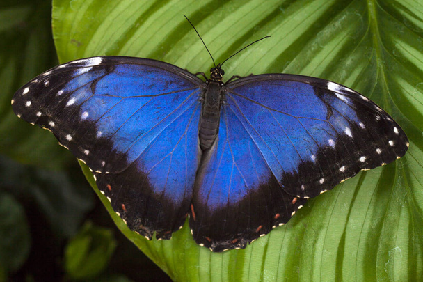 Крылья бабочки-совы
  - Фото, изображение