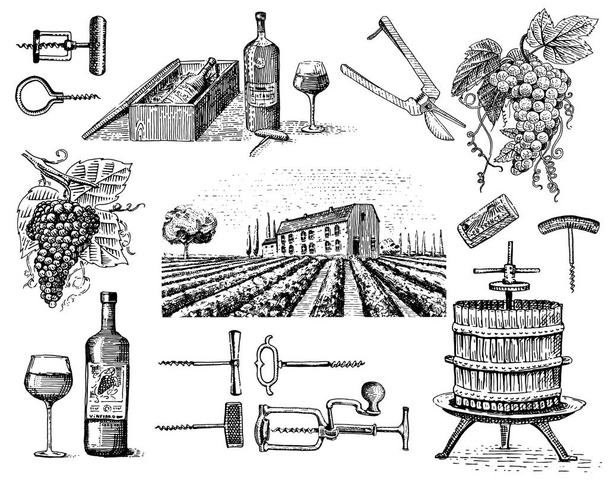 wine harvest products, press, grapes, vineyards corkscrews glasses bottles in vintage style, engraved hand drawn - Vector, Image