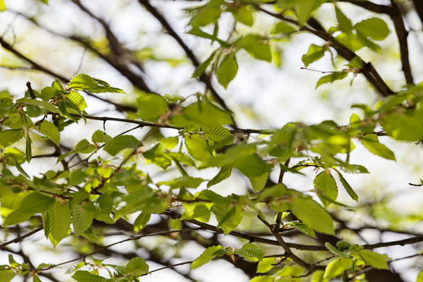 listnatou větví na jaře v přírodě - Fotografie, Obrázek