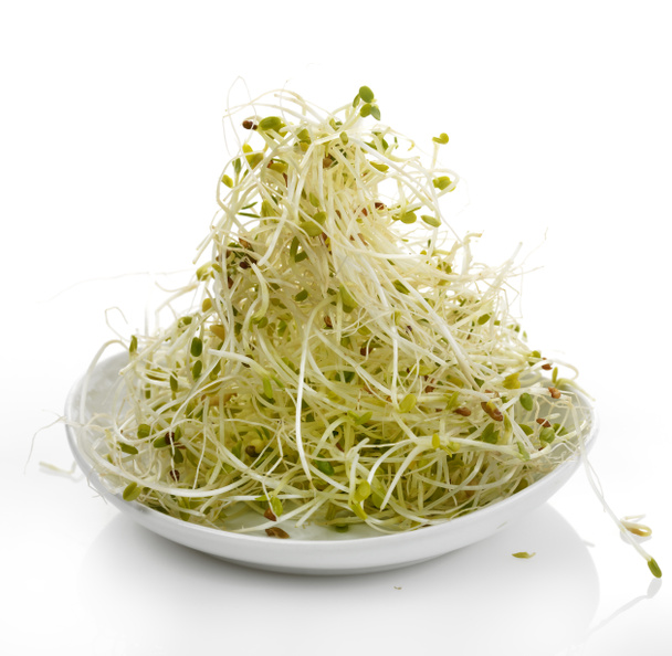 Brotes de alfalfa fresca
 - Foto, imagen