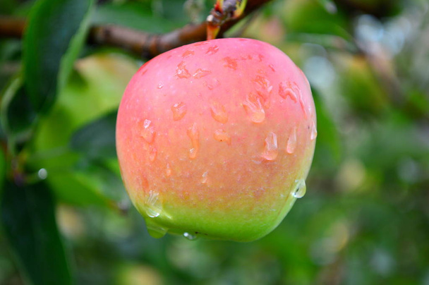 Jonagold Apple-bu fotoğraf Malta, Illinois Jonayac Apple Orchard çekildi - Fotoğraf, Görsel