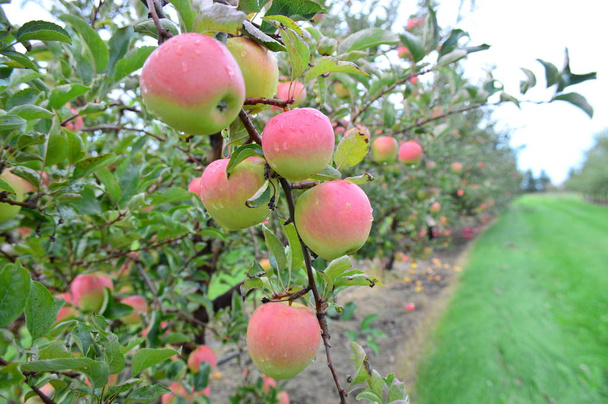 Ida kırmızı elmalar - Fotoğraf, Görsel