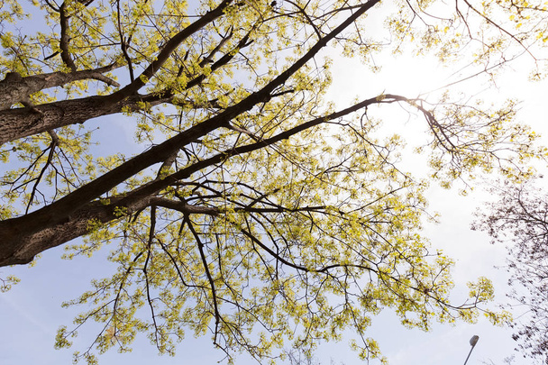 koruny strom v květu - Fotografie, Obrázek
