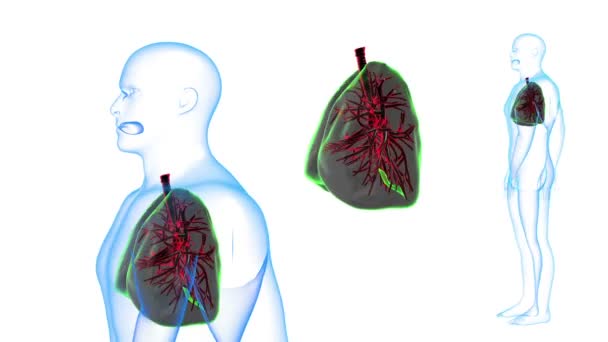 Pulmones del cuerpo humano Efectos de rayos X Rotación de lazo. 3d renderizar
 - Metraje, vídeo