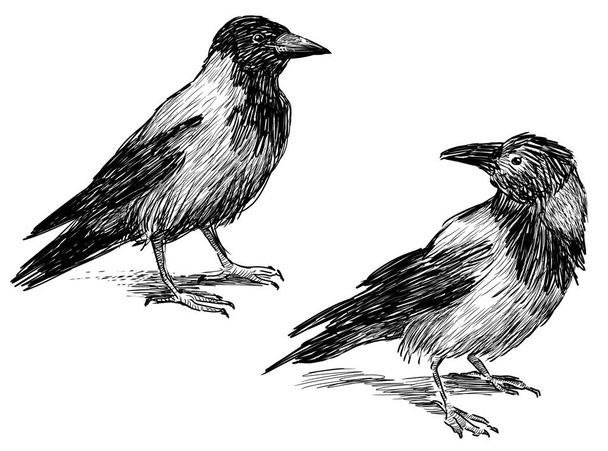 sketches of the crows - Фото, изображение