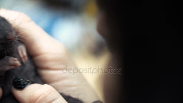 Hermosa chica encantadora sostiene una mano un pequeño hogar pequeño ratón marrón mascota de cerca. Ella acaricia sus besos y sonríe. Mujer joven con rata mascota
. - Imágenes, Vídeo