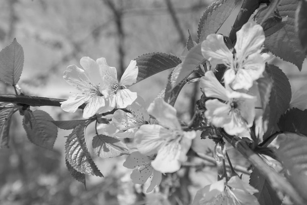 árbol con flores blancas en la primavera, nota poca profundidad de campo
 - Foto, imagen