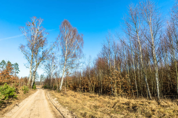 Dirt road landscape of early spring in rural scenery under blue sky - Zdjęcie, obraz