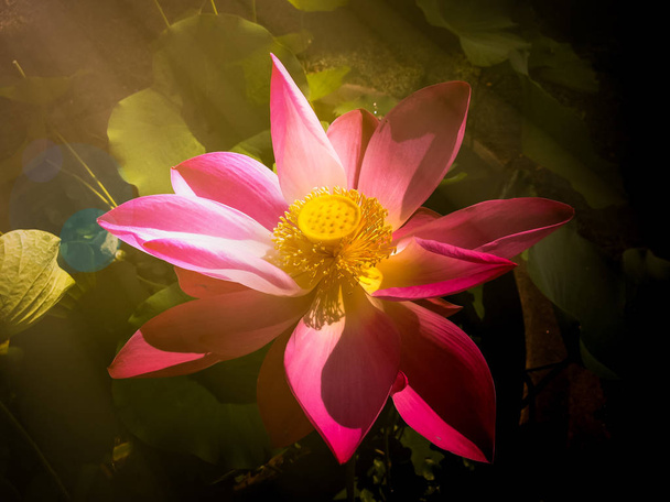 Flor de lótus florescendo na lagoa
 - Foto, Imagem