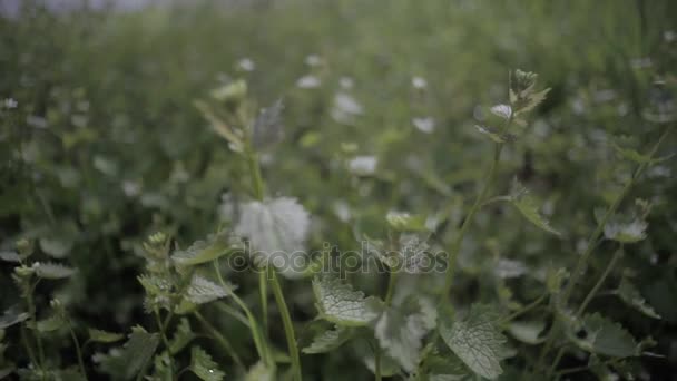 Beautiful background of a green nettle on the field, blurred plant after rain - Materiał filmowy, wideo