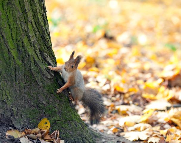 The beautiful squirrel on a tree - Photo, Image