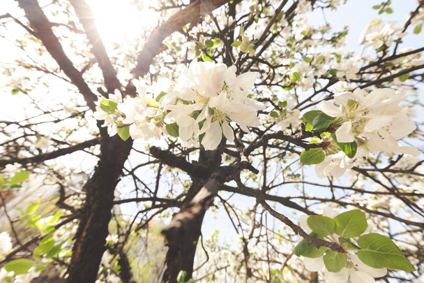 ветви с белыми цветами весной на светлом фоне, обратите внимание на мелкую глубину поля
 - Фото, изображение