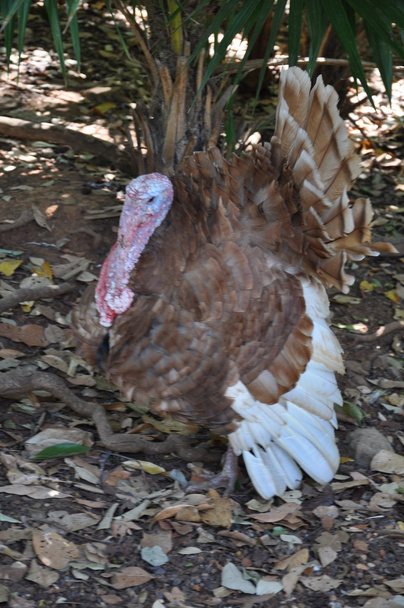 Turkey Bird - Фото, изображение