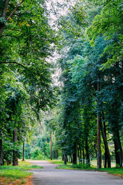 Bosque natural europeo con hojas jóvenes verdes frescas
. - Foto, imagen