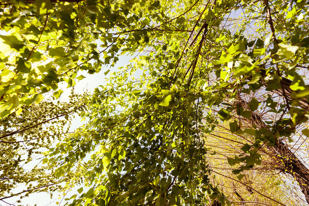 Korona drzewa w słoneczny dzień, Uwaga płytkiej głębi ostrości - Zdjęcie, obraz