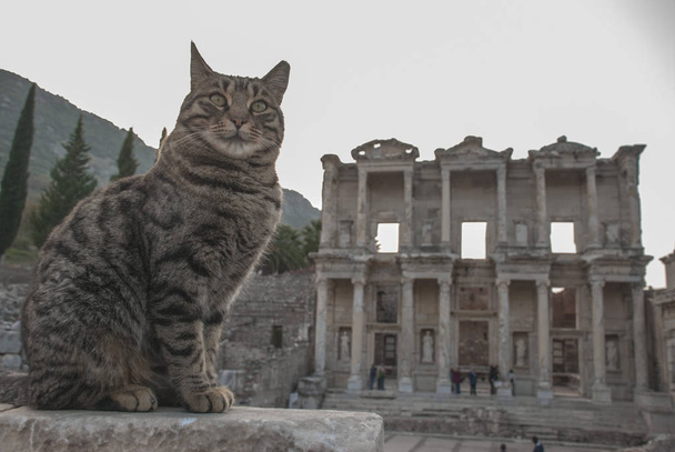 Ephesus antike Stadt Zmir Türkei - Foto, Bild