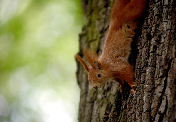 Leuke rode eekhoorn  - Foto, afbeelding