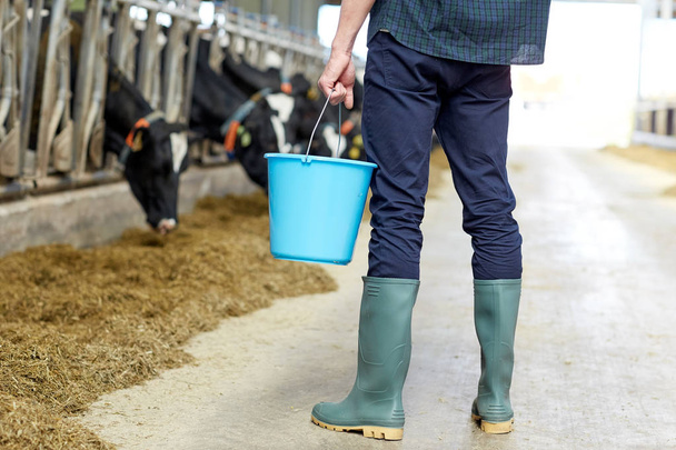 man with bucket in cowshed on dairy farm - Foto, Bild