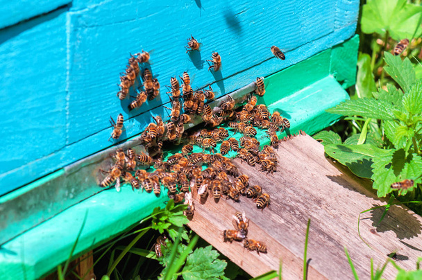 méhraj a kaptárhoz. Méhészeti téma - Fotó, kép