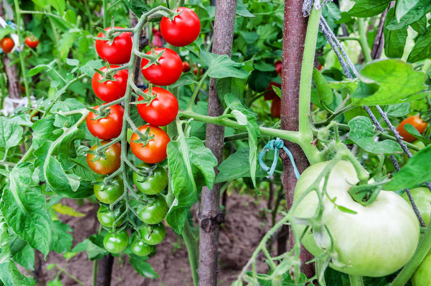 maduro y jugoso tomate twig en el jardín. - Foto, Imagen
