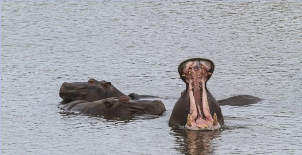 Hipopótamo con boca abierta
 - Foto, Imagen