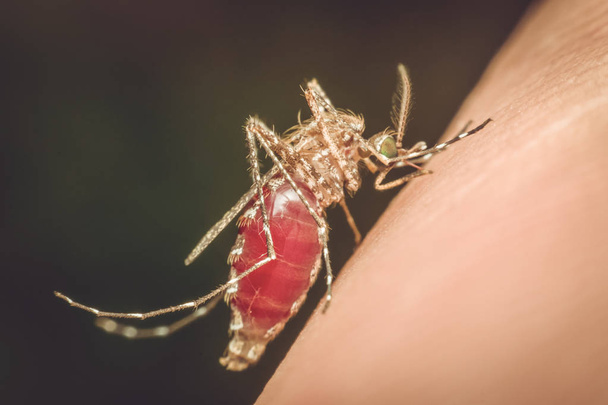 Macro de mosquito (Aedes aegypti) chupando sangre
 - Foto, Imagen