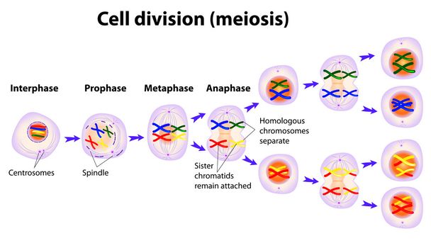 Diagrama vectorial de las fases de meiosis
 - Vector, imagen