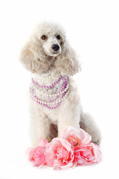 Poodle with roses - Photo, Image