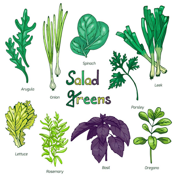 Set of hand drawn greens for salad - Вектор,изображение
