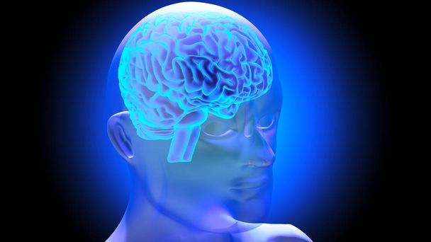 Menselijk brein 3d render - Foto, afbeelding