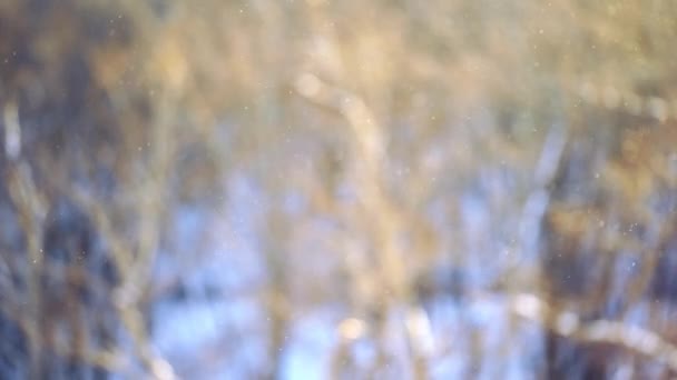 Schneefall. Schneestrom im Hintergrund ein verschwommener Hintergrund mit Bäumen gegen die Sonne - Filmmaterial, Video