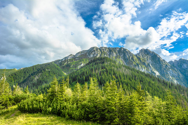Landscape of mountains in spring, green forest and blue sky, Tatras, Carpathians, Poland - Photo, image