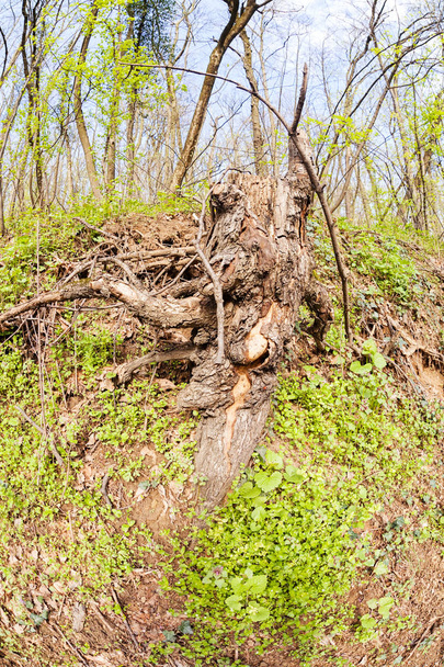 опуклі коріння дерева
 - Фото, зображення