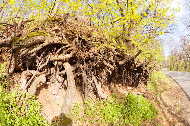 опуклі коріння дерева
 - Фото, зображення