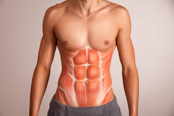 Human abdominal muscle. - Фото, изображение